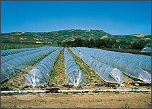 Ujjwal Farm
