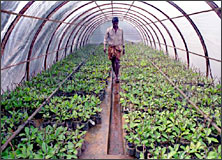 Ujjwal Farm
